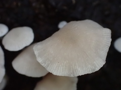 Candolleomyces albipes