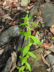 Gratiola pedunculata