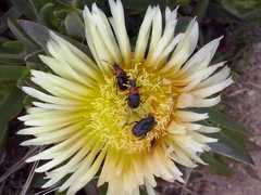 Oxythyrea funesta
