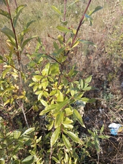 Salix udensis