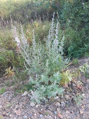 Artemisia leucophylla
