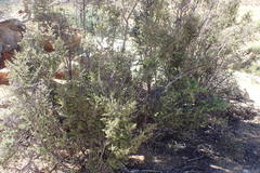 Diospyros ramulosa
