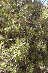 Diospyros ramulosa