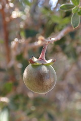Diospyros ramulosa