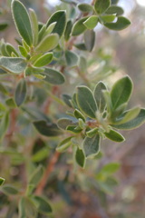 Diospyros ramulosa