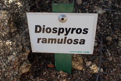Diospyros ramulosa