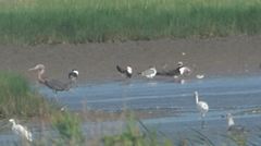 Charadrius semipalmatus