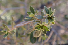 Diospyros ramulosa