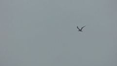 Gelochelidon nilotica