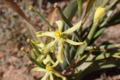 Moraea schlechteri