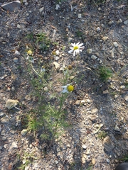 Tripleurospermum subpolare