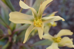 Moraea schlechteri