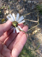 Tripleurospermum subpolare