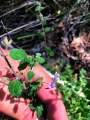 Mentha grandiflora