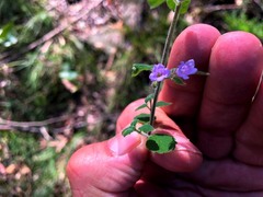 Mentha grandiflora