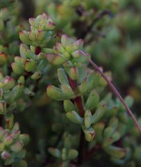 Lampranthus falciformis