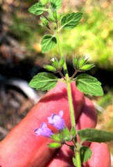 Mentha grandiflora