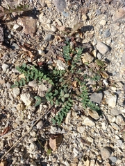 Astragalus alpinus