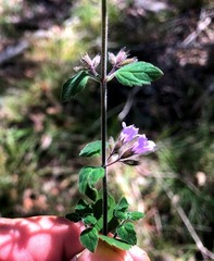 Mentha grandiflora