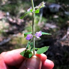 Mentha grandiflora