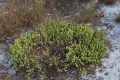 Lampranthus falciformis