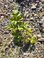 Angelica gmelinii