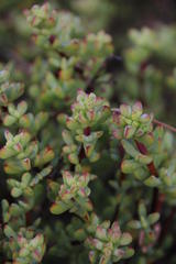 Lampranthus falciformis