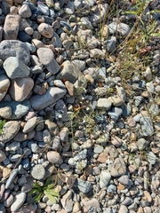 Dontostemon pinnatifidus