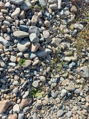 Dontostemon pinnatifidus