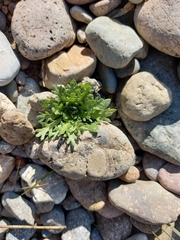 Dontostemon pinnatifidus