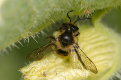 Andrena florea