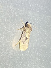 Acrolophus plumifrontella