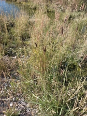 Alopecurus arundinaceus