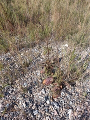 Rumex aquaticus