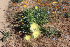 Conicosia pugioniformis