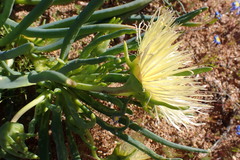 Conicosia pugioniformis