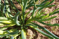 Conicosia pugioniformis