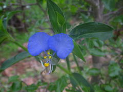 Commelina eckloniana