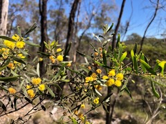 Acacia ixiophylla