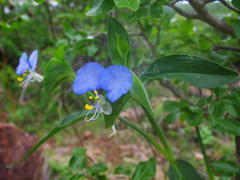 Commelina eckloniana