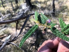 Seringia corollata