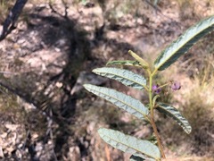 Seringia corollata