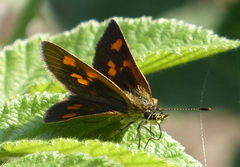 Arnetta ellipsis