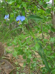 Commelina eckloniana