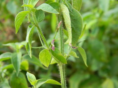 Dicliptera paniculata
