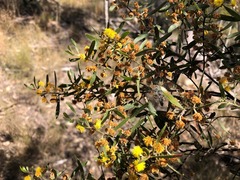Acacia ixiophylla
