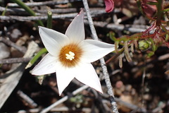 Romulea toximontana