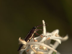 Rhinotia suturalis