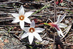 Romulea toximontana