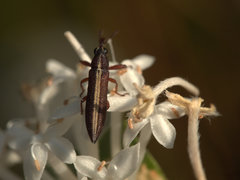 Rhinotia suturalis